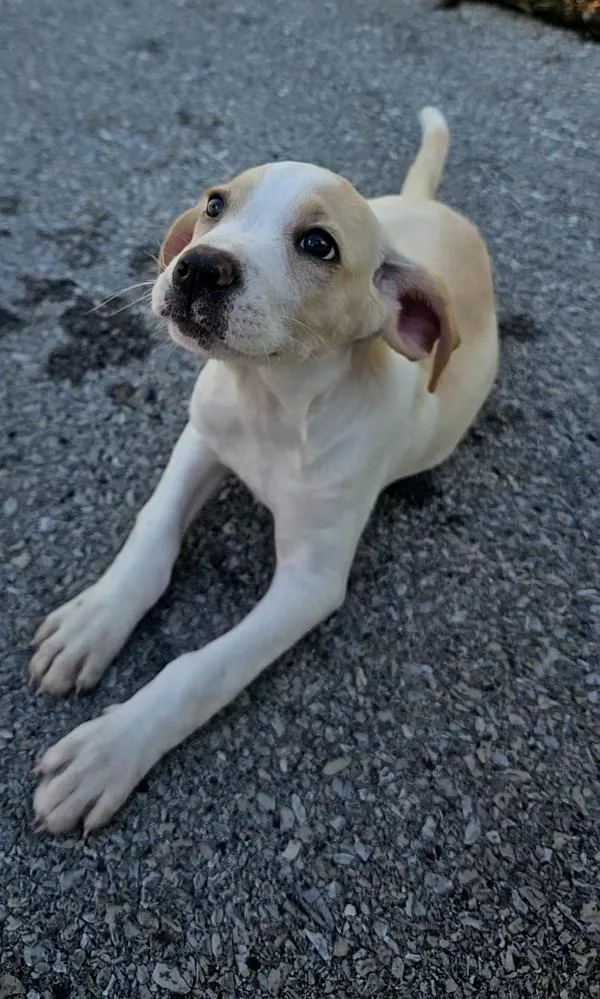 A baby medium-sized female Hound dog named Goldie for adoption in Cleveland, TN