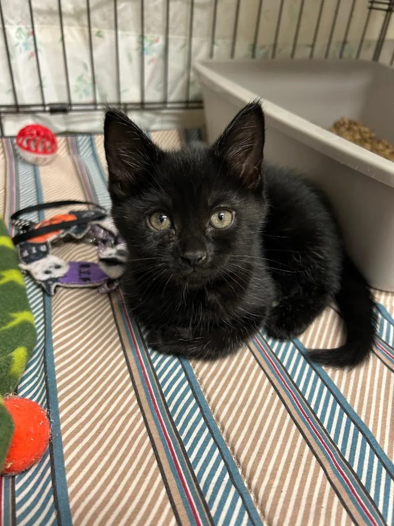 A baby small-sized female Domestic Short Hair cat named Dickory for adoption in Mineral, VA