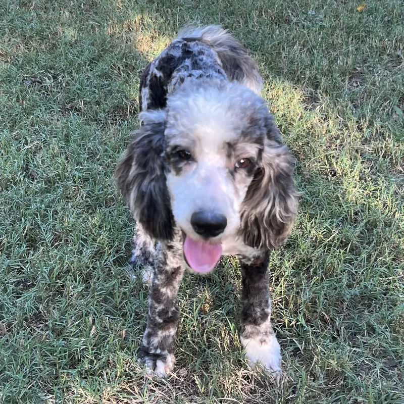 A baby medium-sized female White / Cream Aussiedoodle dog named Cowboy Carter for adoption in Bellaire, TX