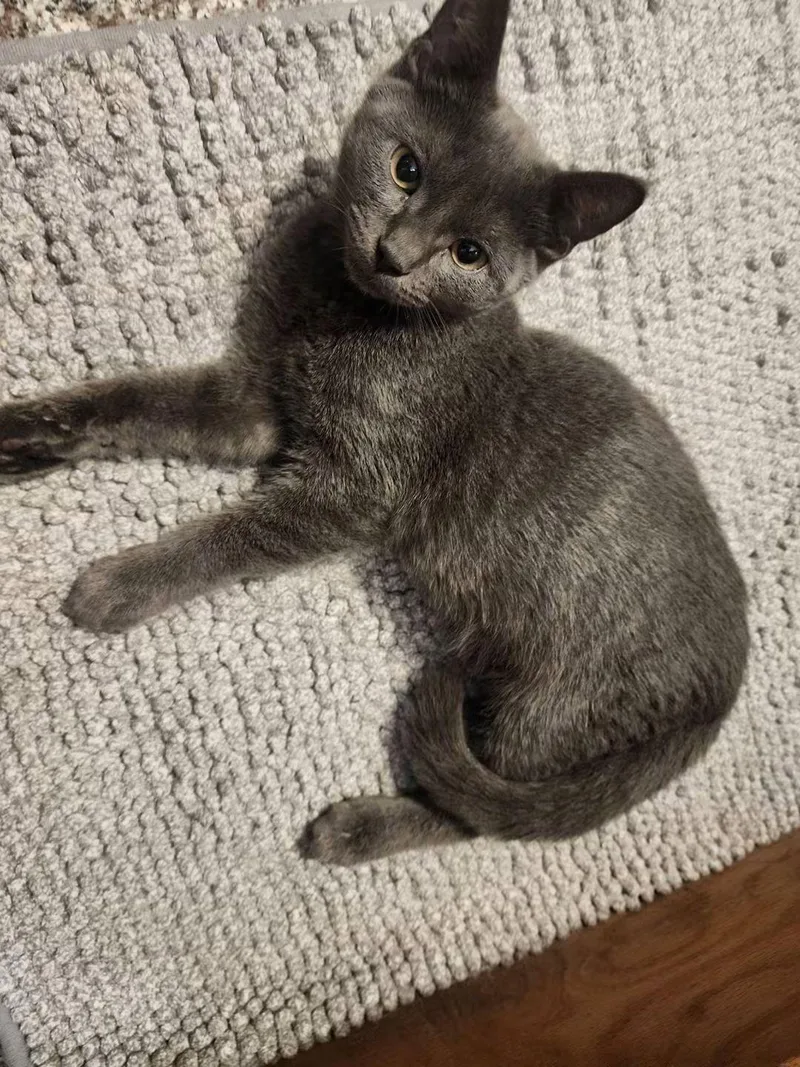 A baby medium-sized male Gray / Blue / Silver Domestic Short Hair cat named Colson for adoption in Temple, PA