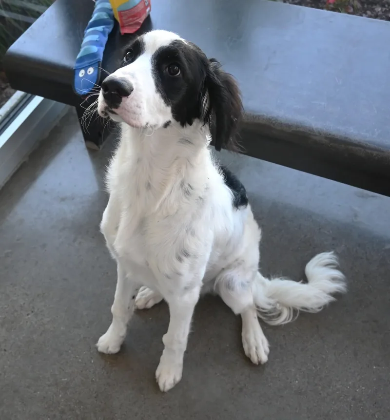 An adult medium-sized male Border Collie dog named 22724 for adoption in Broken Arrow, OK
