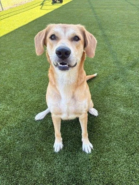 An adult large-sized female Labrador Retriever dog named Luna for adoption in Jacksonville, FL