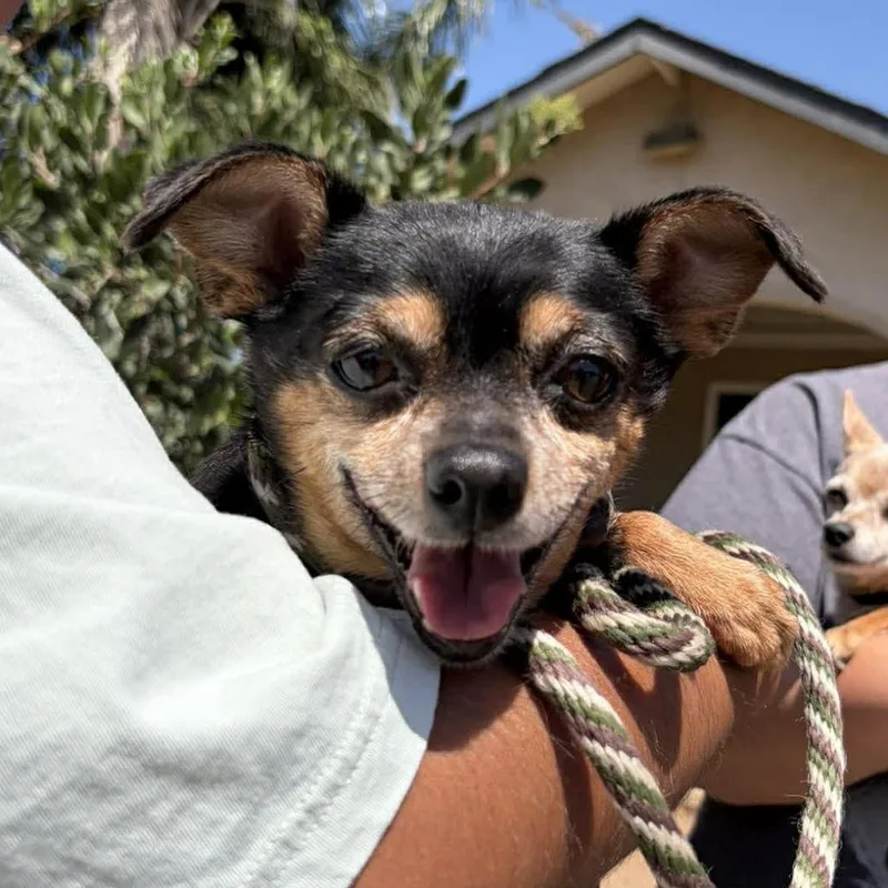 A senior small-sized male Yellow / Tan / Blond / Fawn Chihuahua dog named Janet Jackson for adoption in Ramona, CA