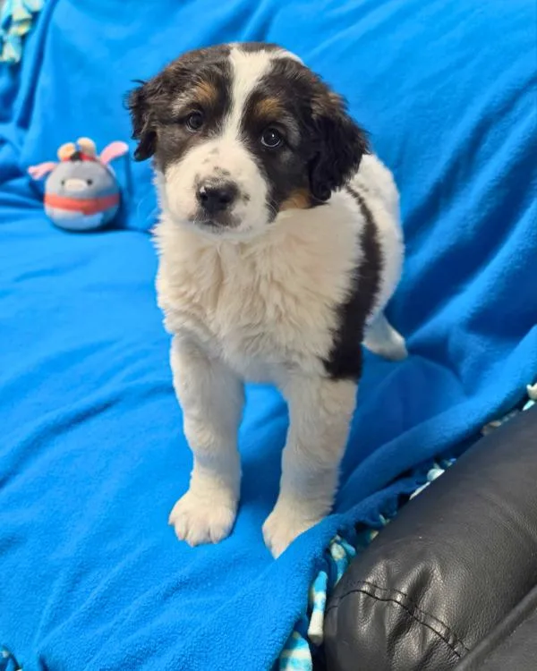 A baby small-sized female Great Pyrenees dog named Sloane for adoption in Novato, CA