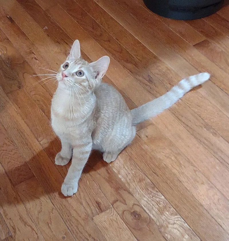 A baby medium-sized male Domestic Short Hair cat named Monty for adoption in O'Fallon, MO