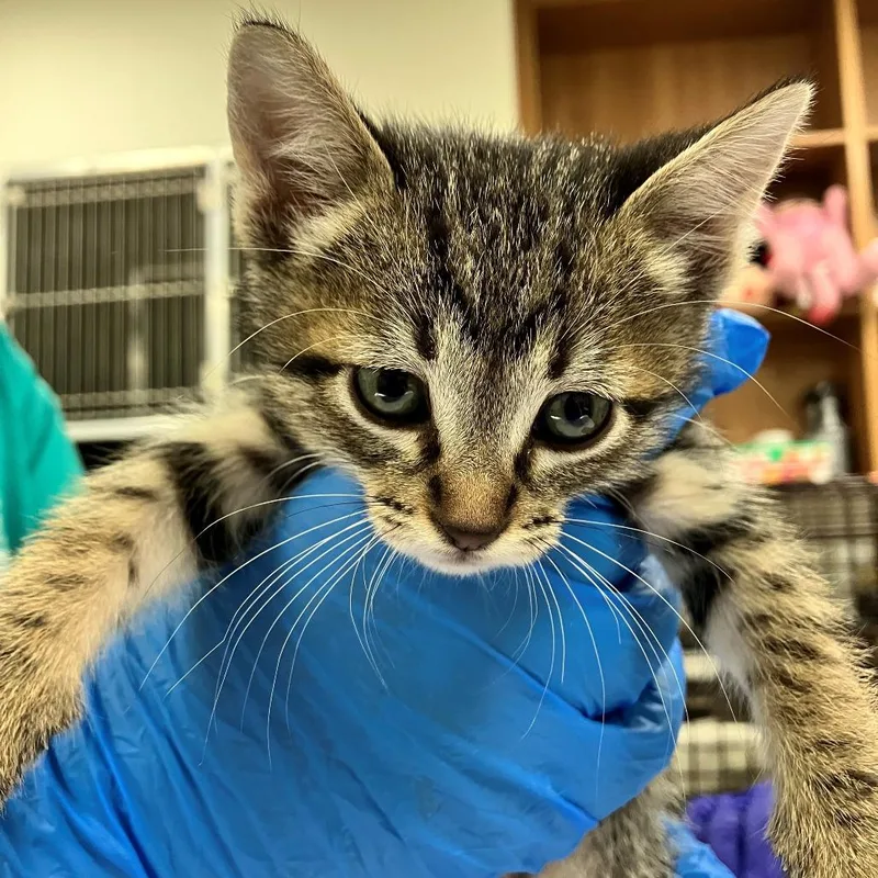 A baby small-sized male Gray / Blue / Silver Domestic Short Hair cat named Pesto for adoption in Las Cruces, NM