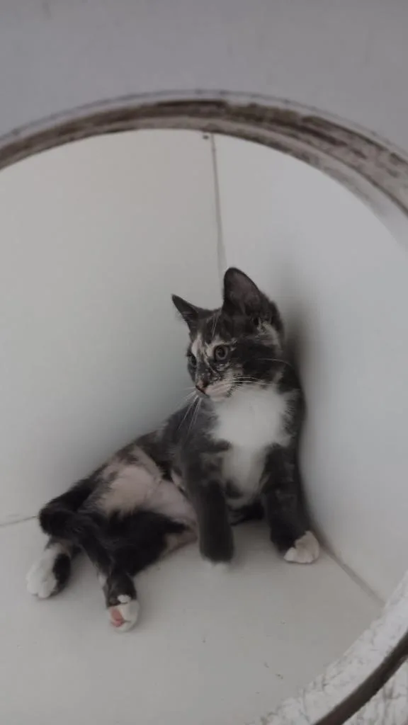 A baby small-sized female Calico cat named Stormy for adoption in Crandon, WI