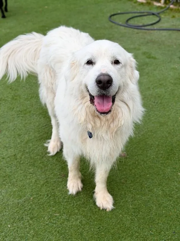 An adult extra large-sized male Great Pyrenees dog named Cirrus for adoption in Fruit Heights, UT