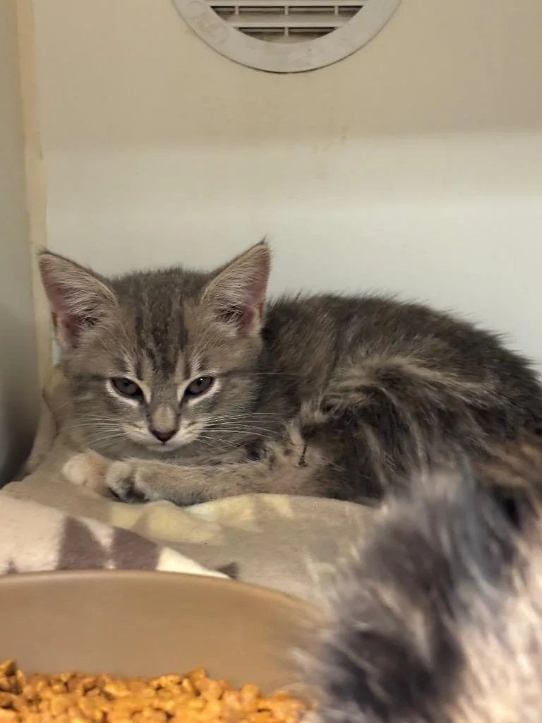 A baby small-sized female Domestic Short Hair cat named Monarch for adoption in Johnson City, TN