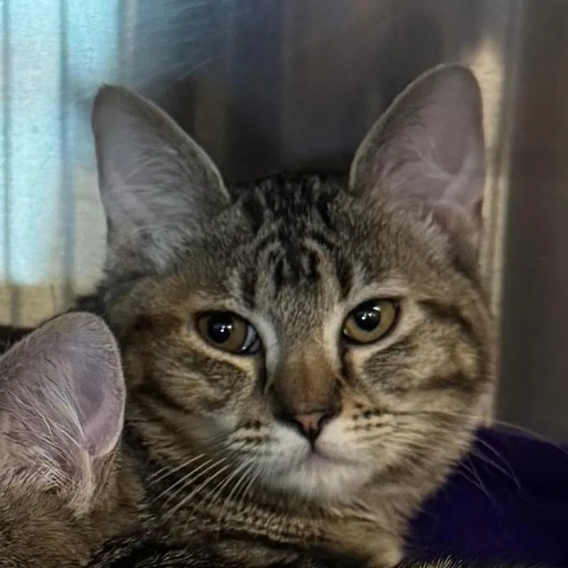 A baby medium-sized female Brown / Chocolate Domestic Short Hair cat named Babe for adoption in Lakewood, CO