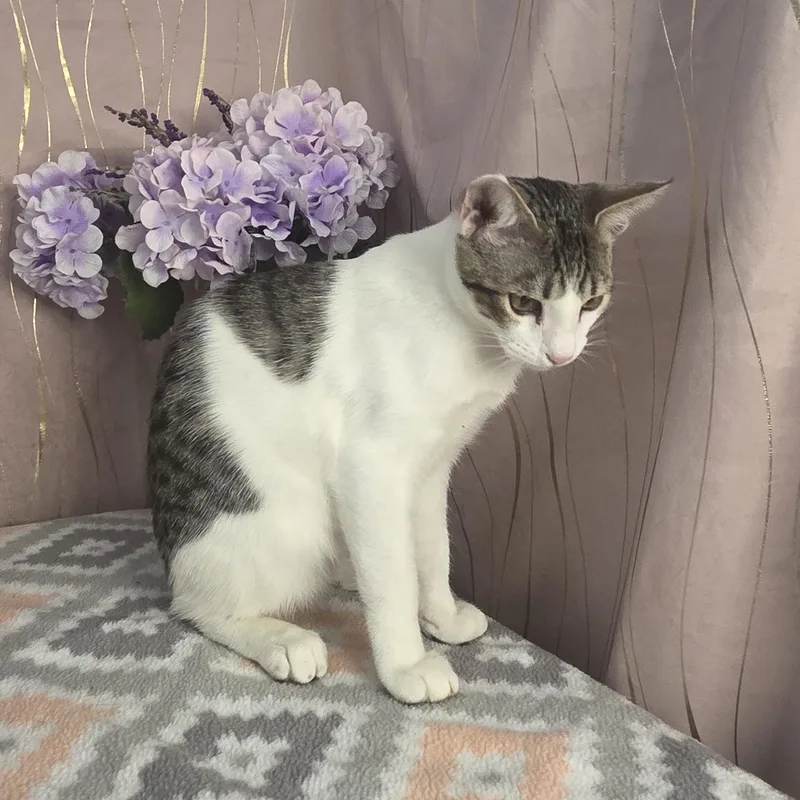 A baby small-sized male Tabby (Gray / Blue / Silver) Domestic Short Hair cat named Chonkers for adoption in Long Beach, MS