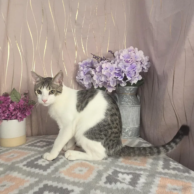 Chonkers thumbnail 2
