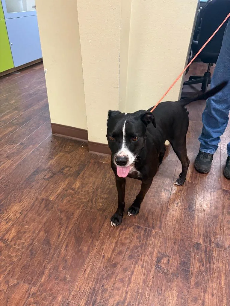 A young medium-sized male Pit Bull Terrier dog named Dog Kennel   for adoption in Greenville, TX