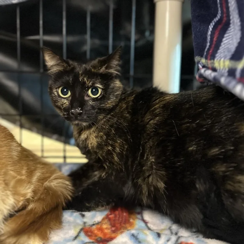 An adult large-sized female Domestic Short Hair cat named Patches for adoption in Chicago, IL