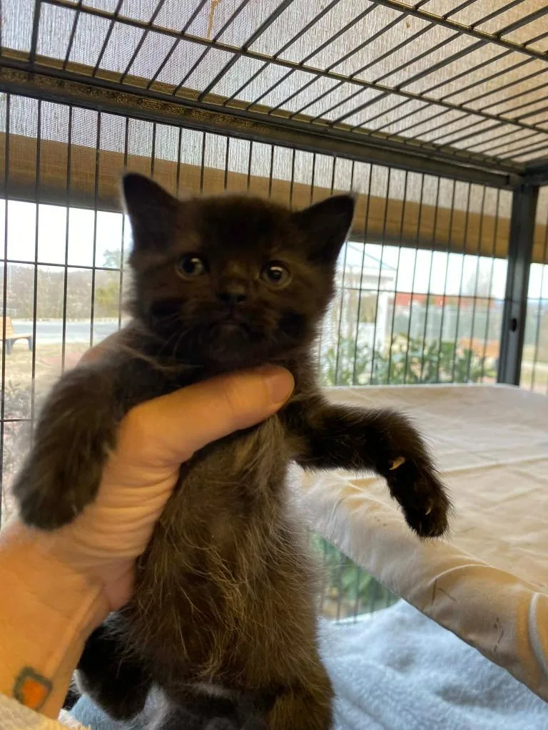 A baby small-sized male Domestic Short Hair cat named Jordan for adoption in Johnson City, TN
