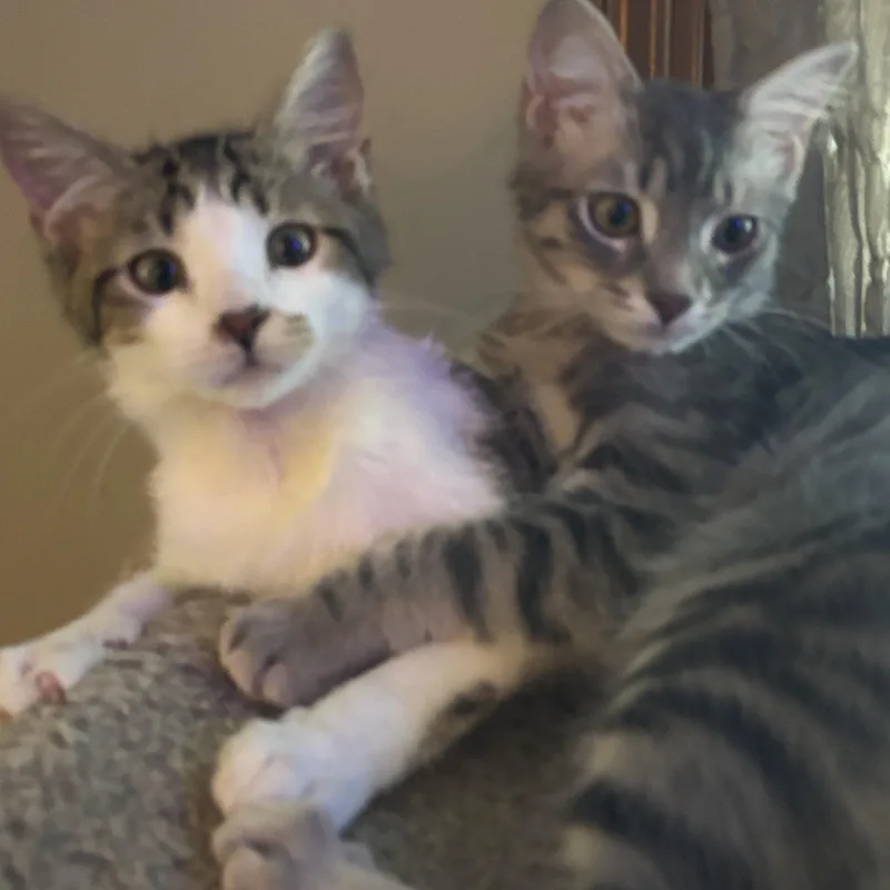 A baby small-sized male Domestic Short Hair cat named Cipher and Niyo for adoption in Melrose, MA