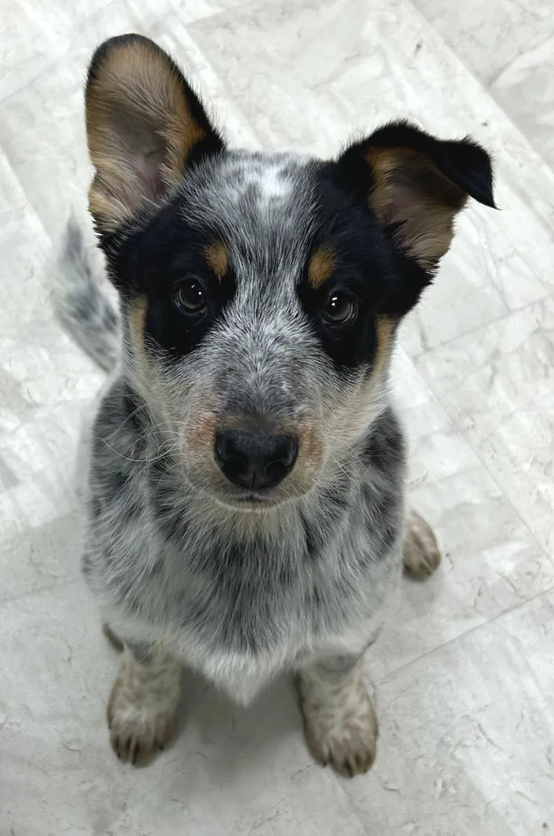 A baby medium-sized male Tricolor (Brown, Black, & White) Australian Cattle Dog / Blue Heeler dog named Stew for adoption in Neillsville, WI