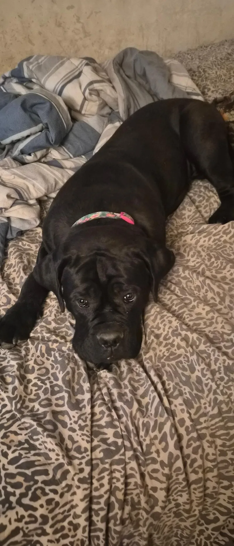Kira