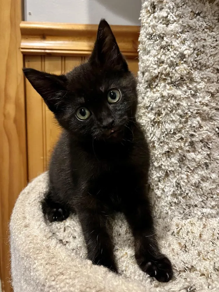 A baby medium-sized male Black Domestic Medium Hair cat named Truffle for adoption in Emerald Isle, NC