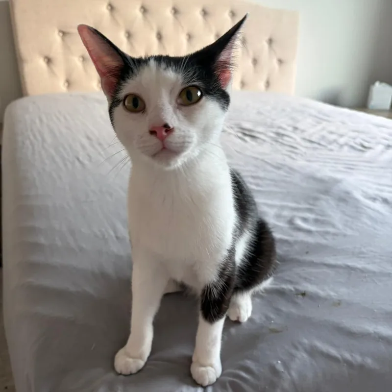 A young medium-sized male White Domestic Short Hair cat named Zeus for adoption in Waxhaw, NC