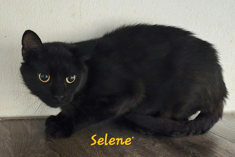 A young medium-sized female Domestic Short Hair cat named Selene for adoption in Cedar Rapids, IA