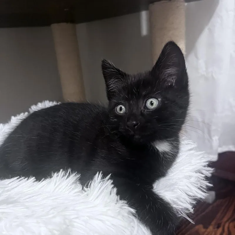 A baby small-sized female Black Domestic Short Hair cat named Pearl [white] for adoption in Baltimore, MD