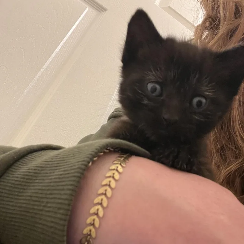 Pearl [white] thumbnail 2