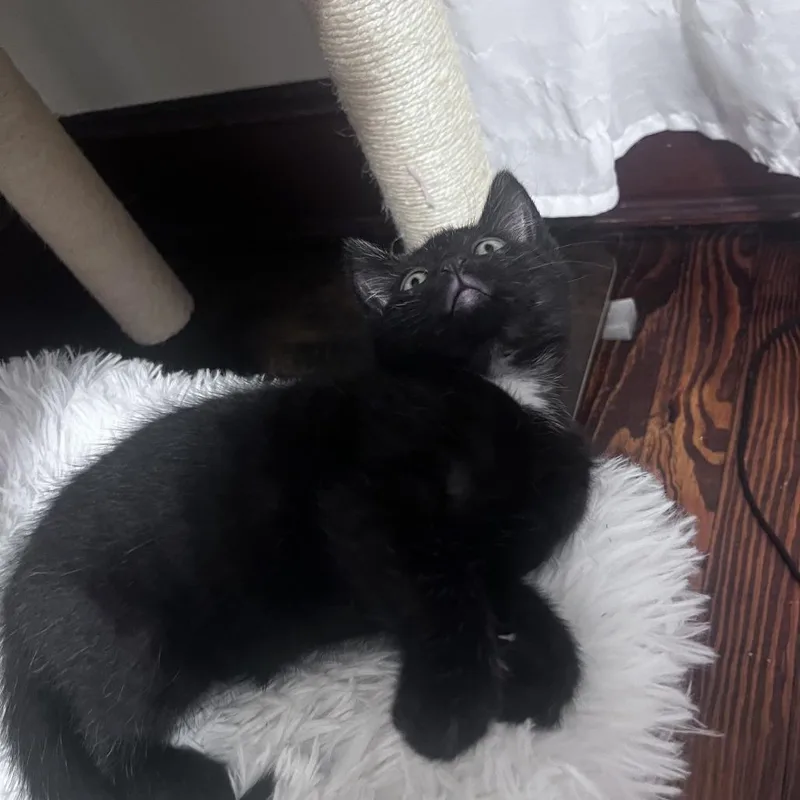 Pearl [white] thumbnail 3