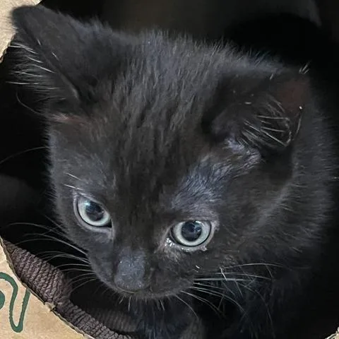 Pearl [white] thumbnail 4