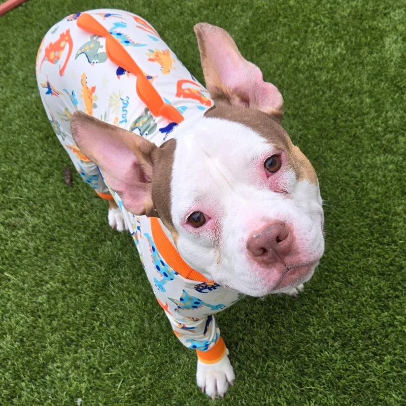 An adult medium-sized female White / Cream Bulldog dog named Rue for adoption in Houston, TX