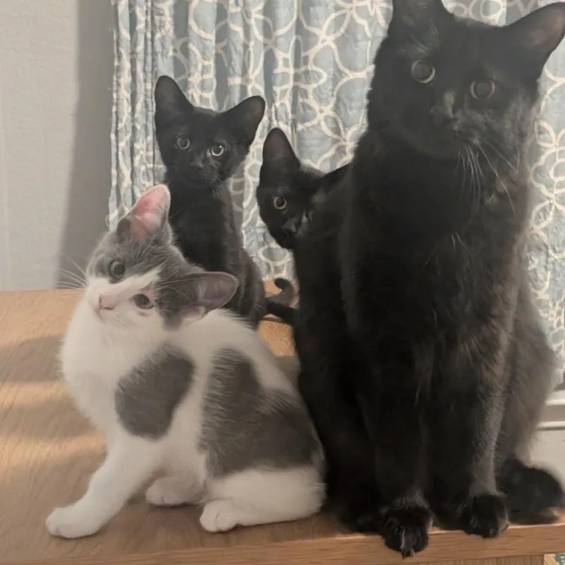 Lucy Von Peanut thumbnail 2