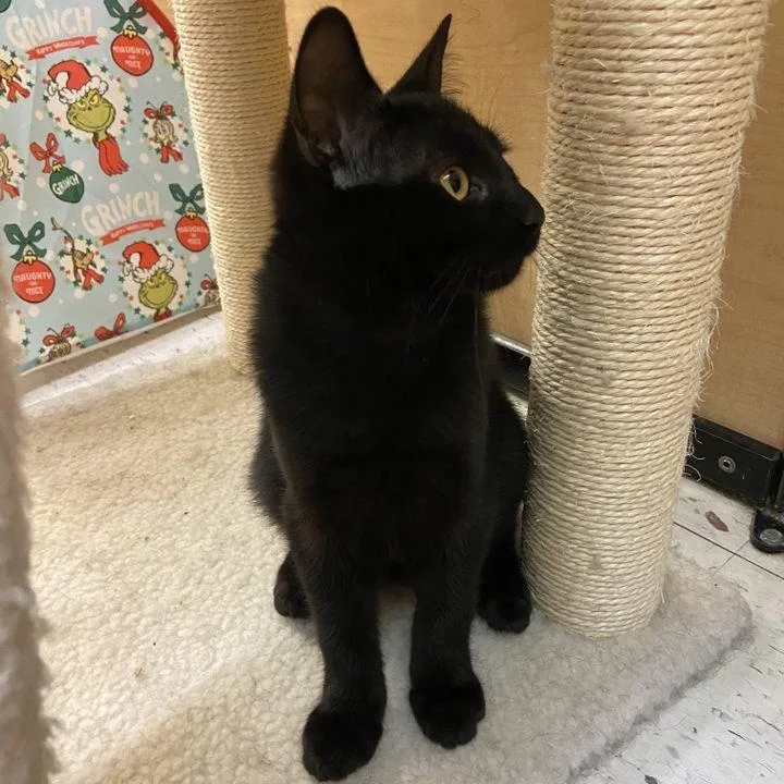 Lucy Von Peanut thumbnail 3