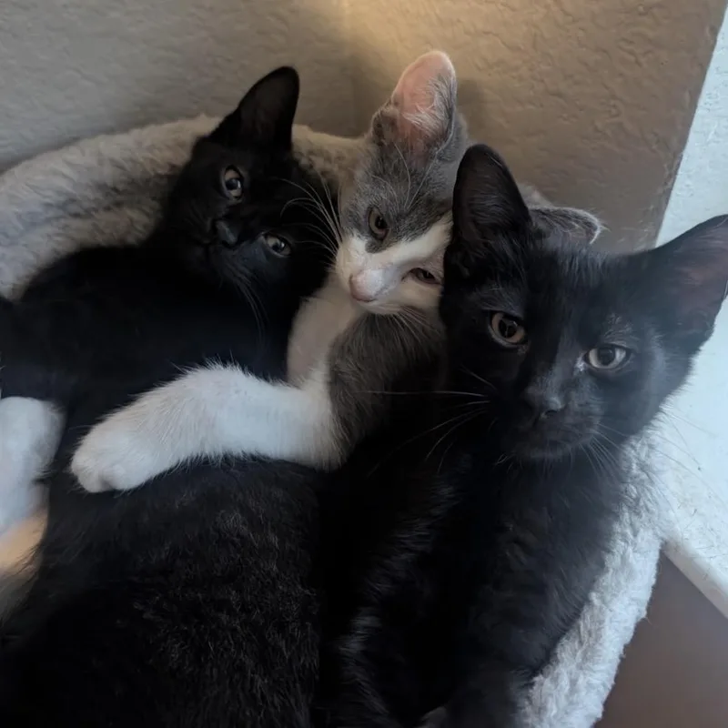 Lucy Von Peanut thumbnail 4