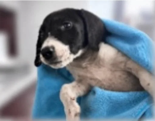 A baby medium-sized male White / Cream English Coonhound dog named Sam for adoption in Partlow, VA