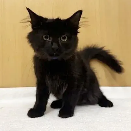 A baby small-sized male Domestic Medium Hair cat named Spongebob for adoption in Saint Louis, MO
