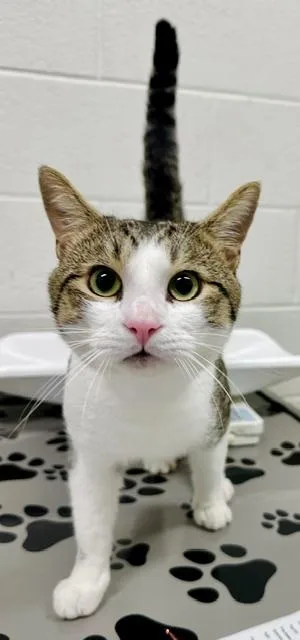 A young medium-sized male Domestic Short Hair cat named Ziggy for adoption in Derwood, MD