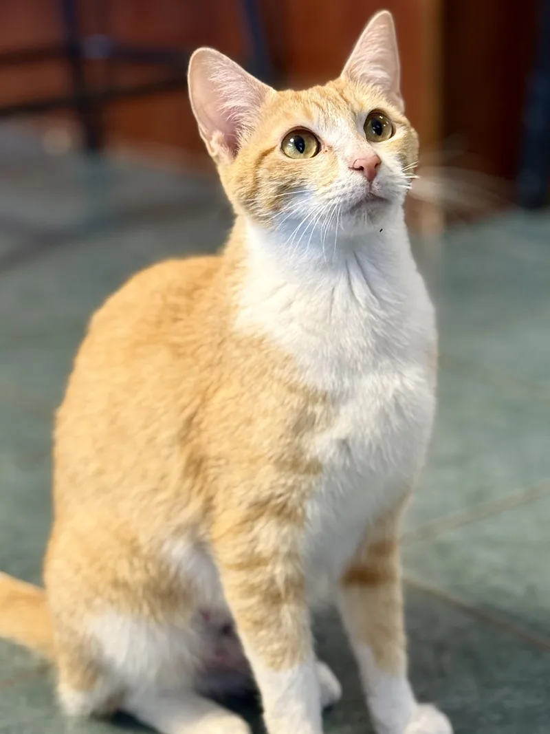 A young medium-sized female Orange & White Domestic Short Hair cat named Madame Marmalade for adoption in McKenzie, TN