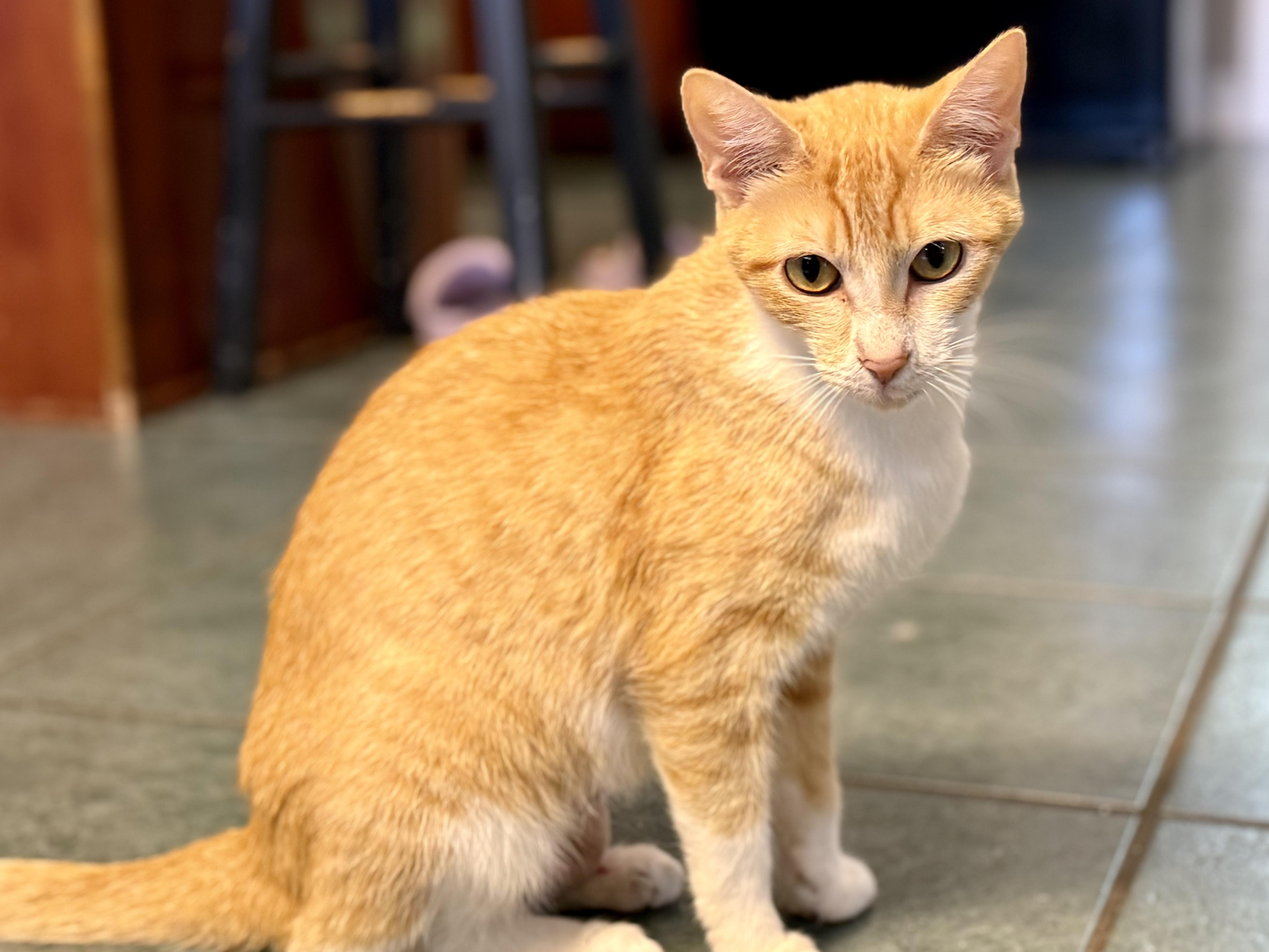 Madame Marmalade thumbnail 2