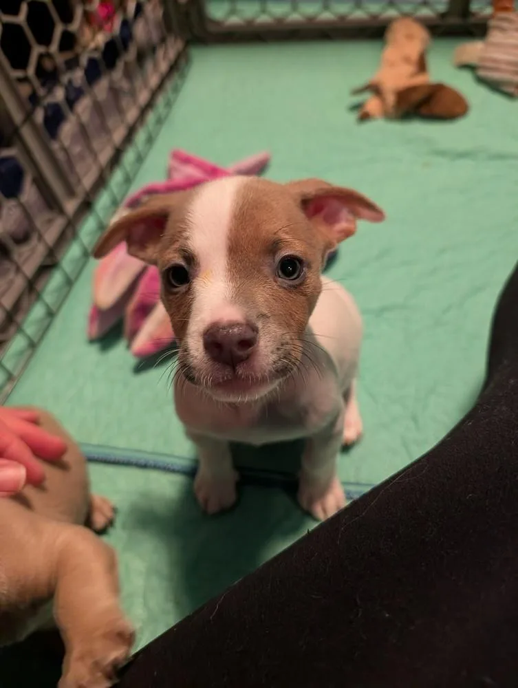 A baby small-sized male Dachshund dog named Future for adoption in Thornton, CO