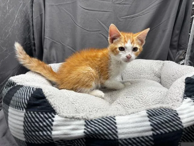 An adult small-sized male Domestic Short Hair cat named A for adoption in Appling, GA