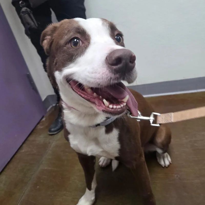 An adult medium-sized female Brown / Chocolate Cattle Dog dog named Rey for adoption in Albuquerque, NM