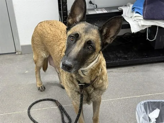 A young medium-sized female German Shepherd Dog dog named Kiwi for adoption in Mesa, AZ
