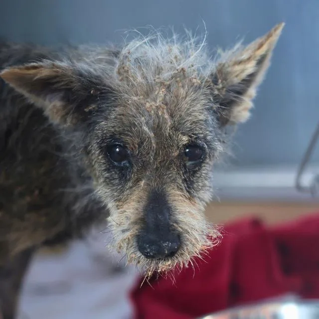 An adult small-sized female Terrier dog named Meadow for adoption in San Antonio, TX