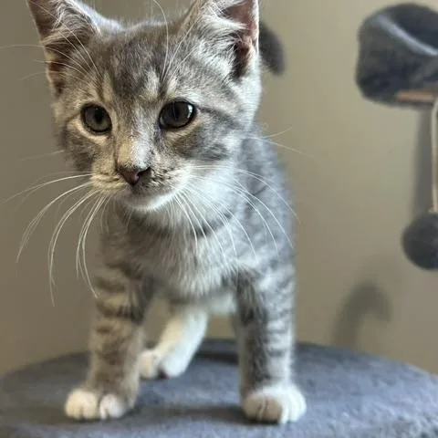 A baby medium-sized male Gray / Blue / Silver Domestic Short Hair cat named Dusty for adoption in Lakeville, MN