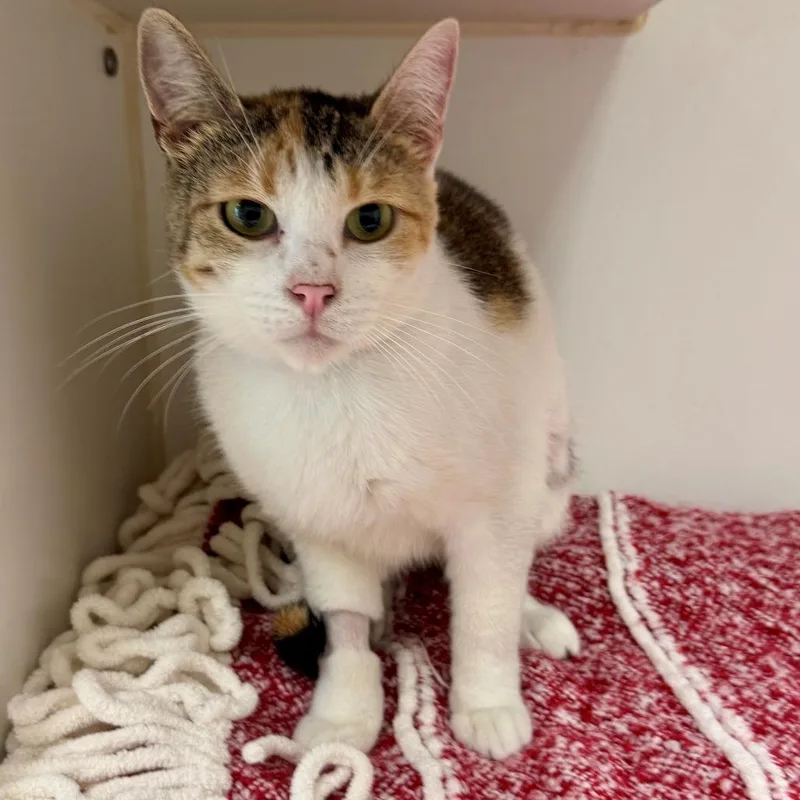 An adult medium-sized female Calico Domestic Short Hair cat named Samba for adoption in Hawthorne, CA