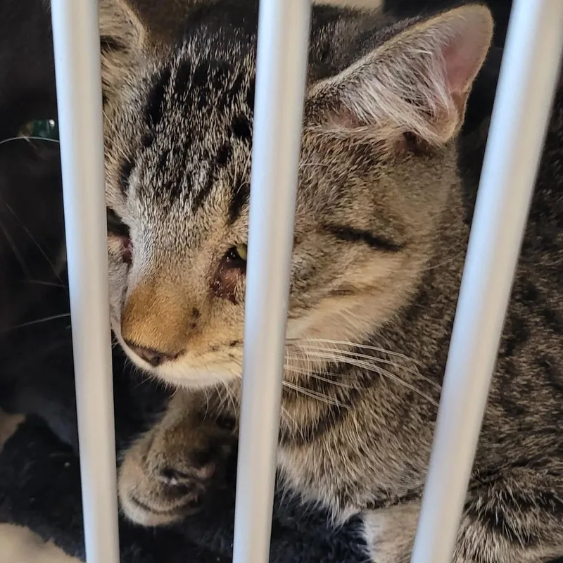 A baby small-sized male Brown / Chocolate Domestic Short Hair cat named Fonzy for adoption in Monroe, MI