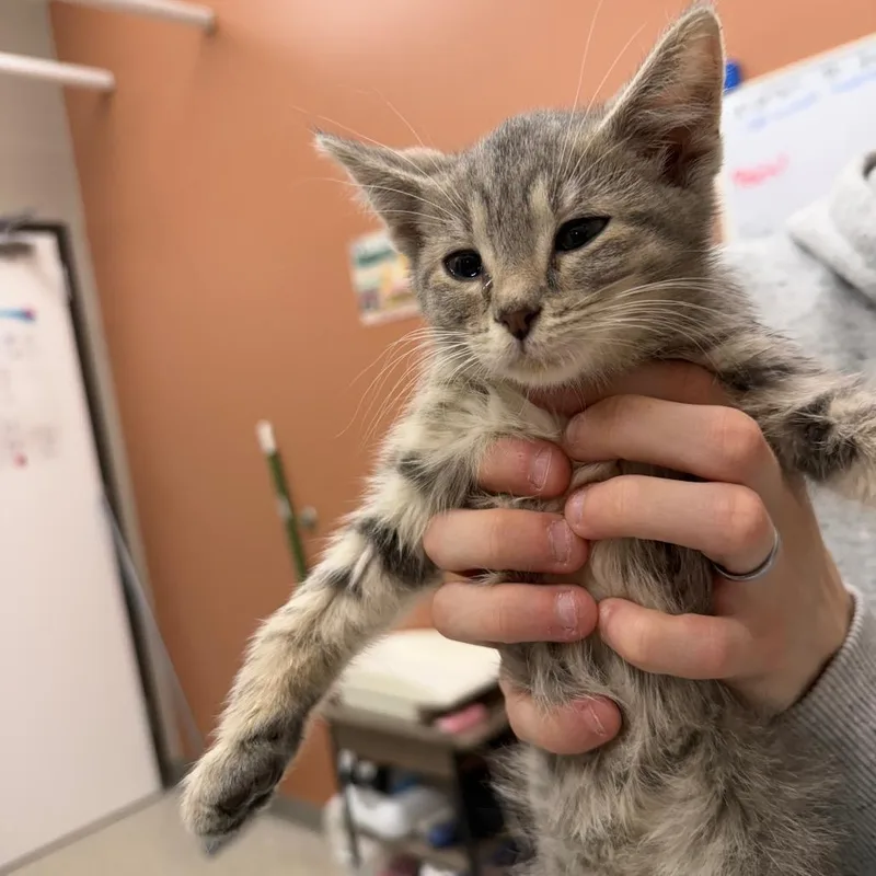 A baby small-sized female Gray / Blue / Silver Domestic Short Hair cat named Drift for adoption in Detroit Lakes, MN