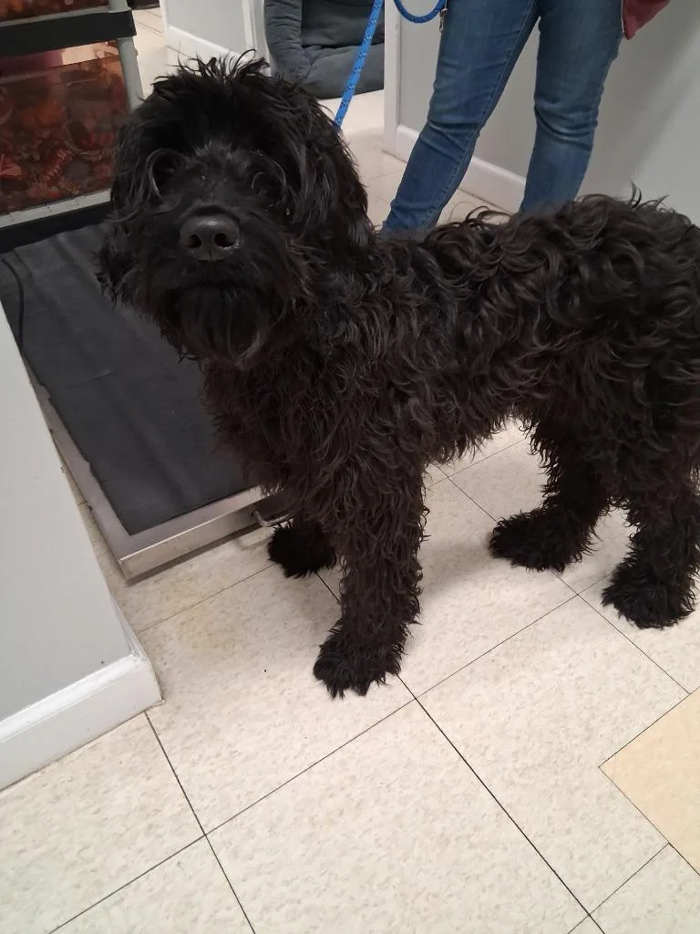 A young medium-sized male Poodle dog named Fizzgig for adoption in Fall River, MA