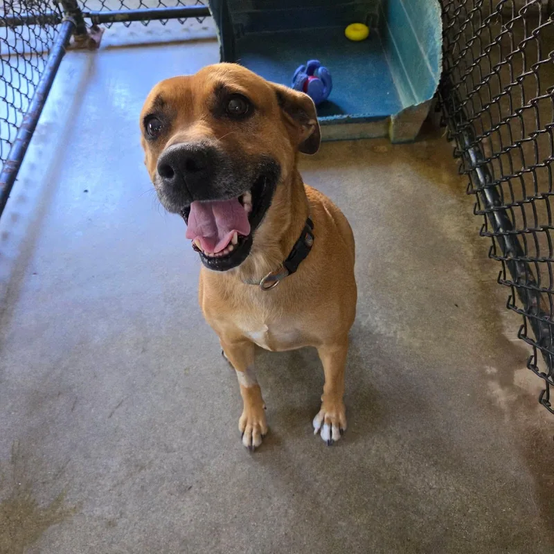 A young large-sized female Yellow / Tan / Blond / Fawn Labrador Retriever dog named Marion for adoption in Monticello, IN
