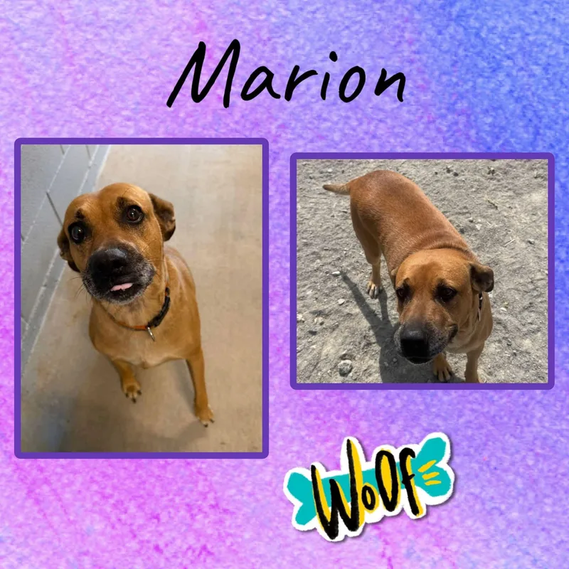 Marion thumbnail 2